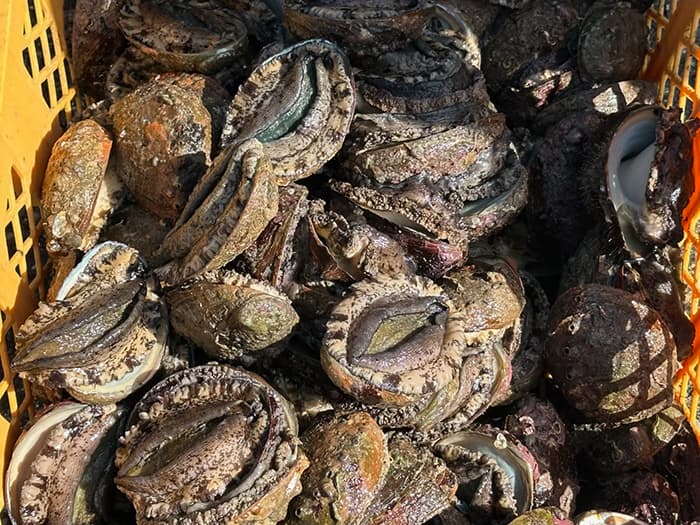 Black Abalone